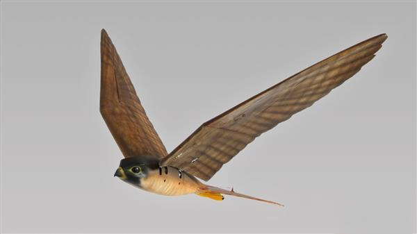 机场鸟类驱逐器3D打印“Robirds”将进军美国市场